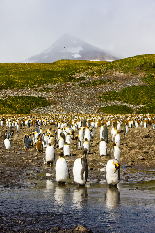 King Penguin Colony